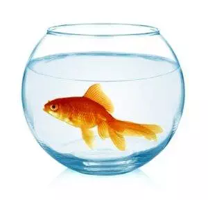 Que faire avec un poisson rouge dans un bocal (aquarium boule) ?