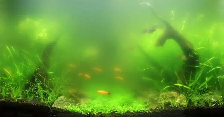 Cet aquarium inversé a été pensé pour observer les poissons dans