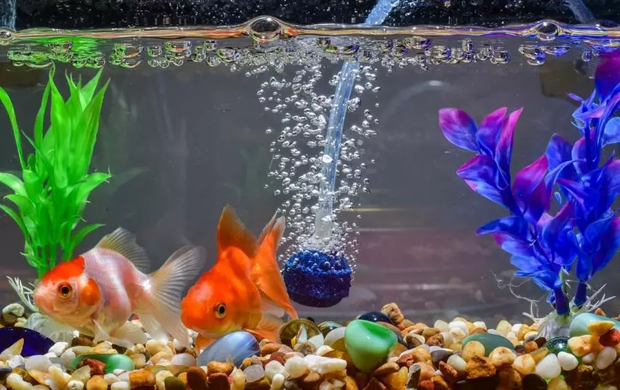 Acheter un aquarium pour poissons & co.