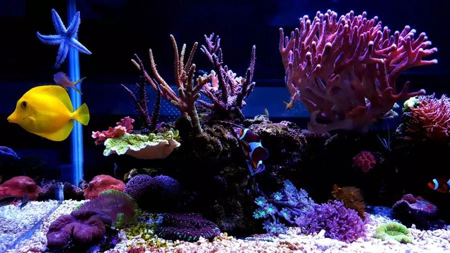 Comment brasser un aquarium d'eau de mer récifal ? 