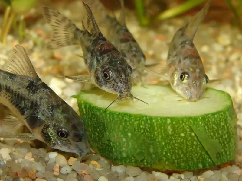 Nourritures eau douce - Nourriture pour poissons tropicaux -   - Aquariophilie