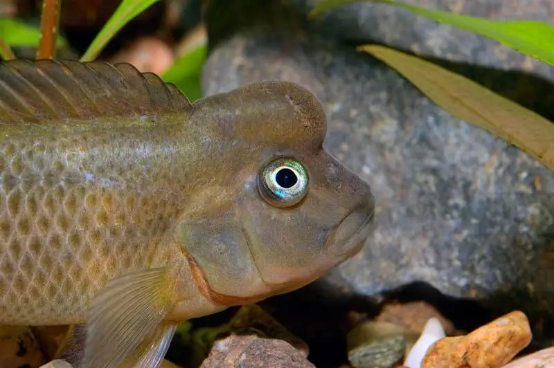 Steatocranus casuarius