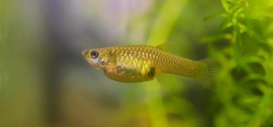 tout savoir sur l élevage du poisson guppy aquablog