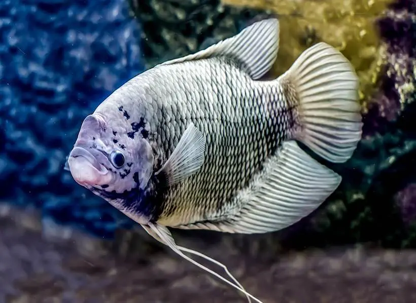 tilapia