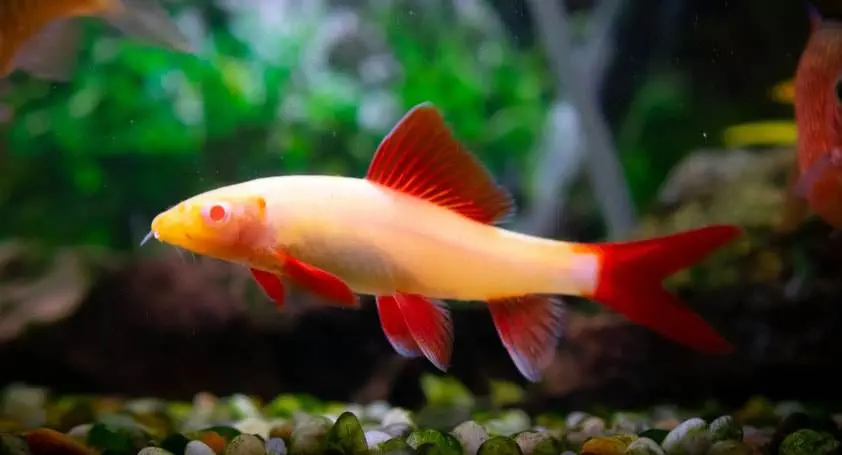 Epalzeorhynchos frenatum albinos