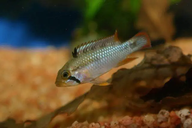 Femelle Apistogramma panduro