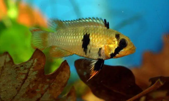 Male Apistogramma panduro