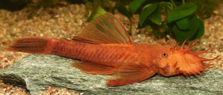 Ancistrus temminckii rouge