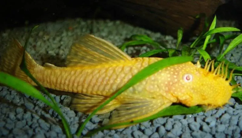 ancistrus temminckii albinos