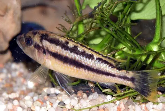 Femelle Melanochromis chipokae