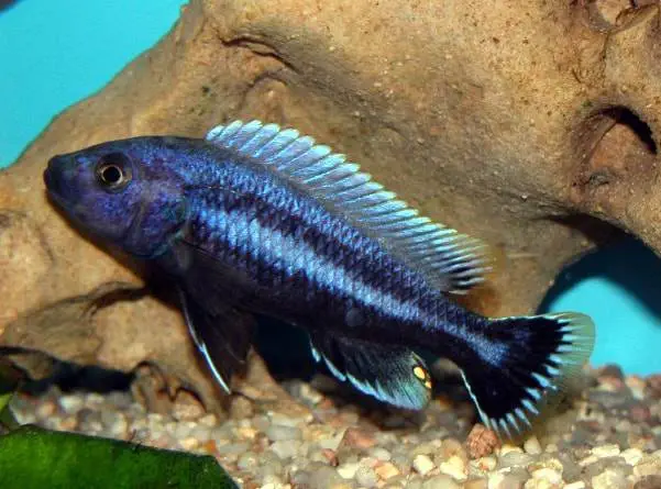Male Melanochromis chipokae