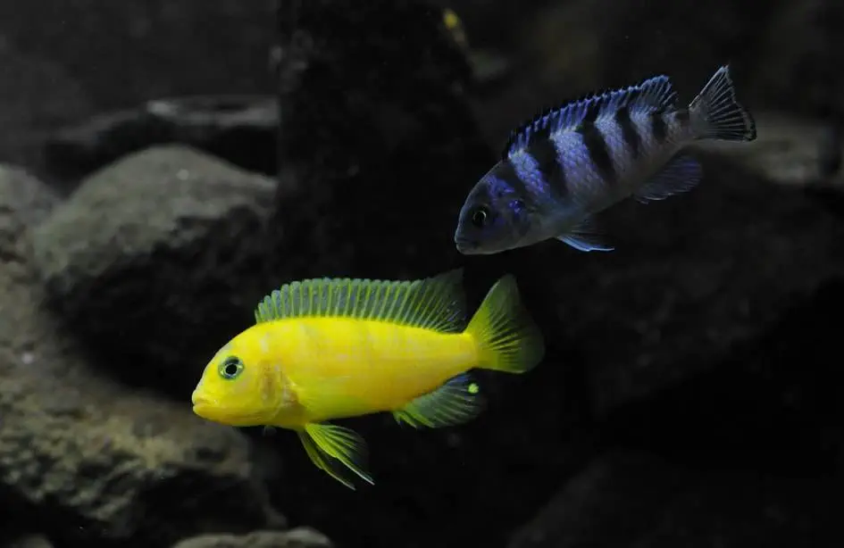 Couple poisson Maylandia lombardoi