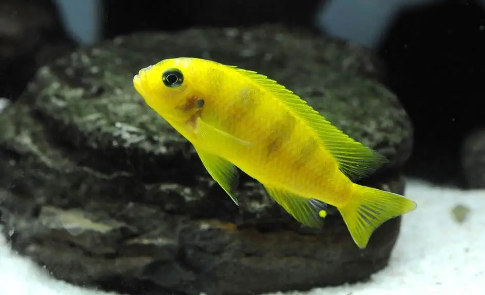 Male Maylandia lombardoi