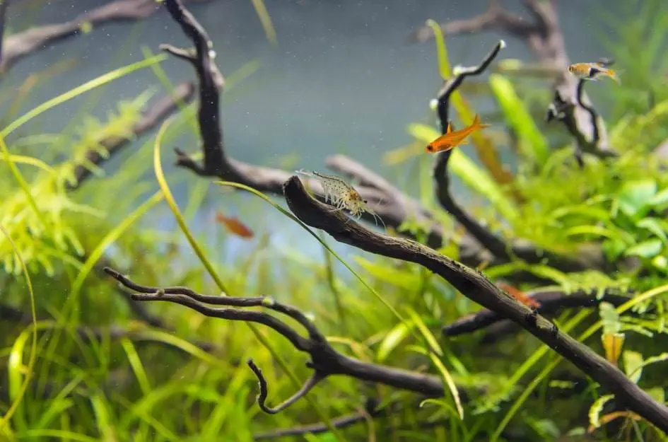 le permanganate de potassium dans l’aquarium