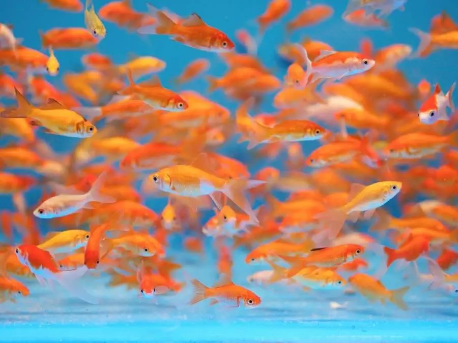 Les poissons rouges (en aquarium) - Espace Vet