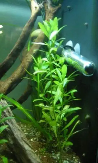 Hygrophila