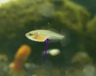 Comment régler les problèmes de vessie natatoire chez le poisson rouge
