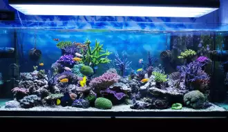 Pompe osmoseur, sur le forum de discussions FishFish Aquarium et  Aquariophilie