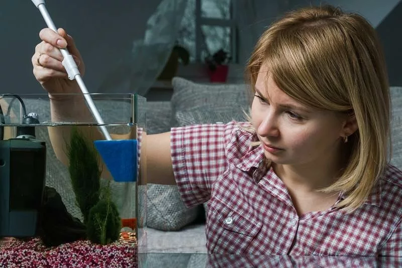 Comment Se Débarrasser Des Algues Dans Un Aquarium - Aquablog